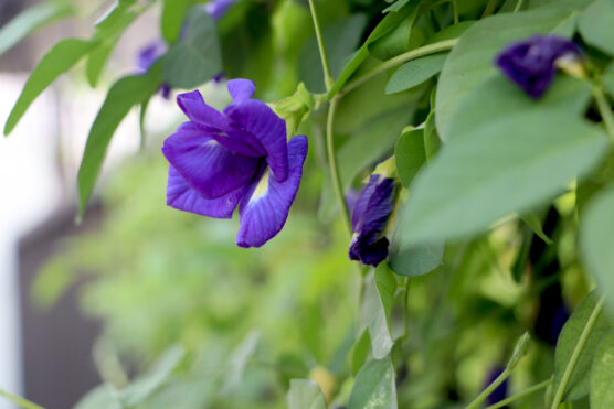 21 Best Climbing plants for Pergolas and Trellises