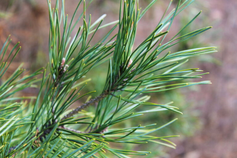 24 Clever Uses of Pine Needles You’ve never thought of