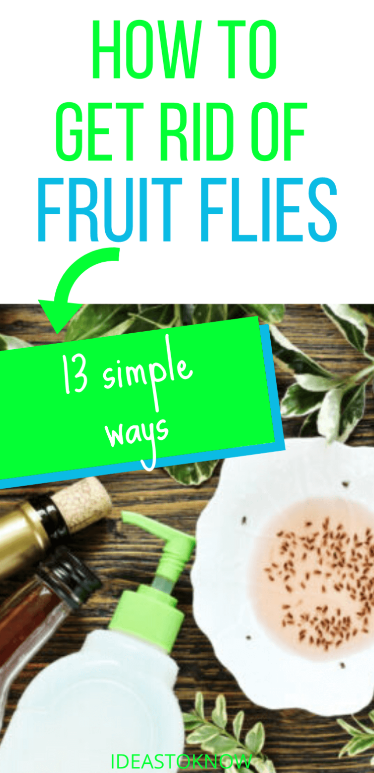 13 Natural and Effective Ways To Get Rid of Fruit Flies - How To Get Rid Of Fruit Flies In The House