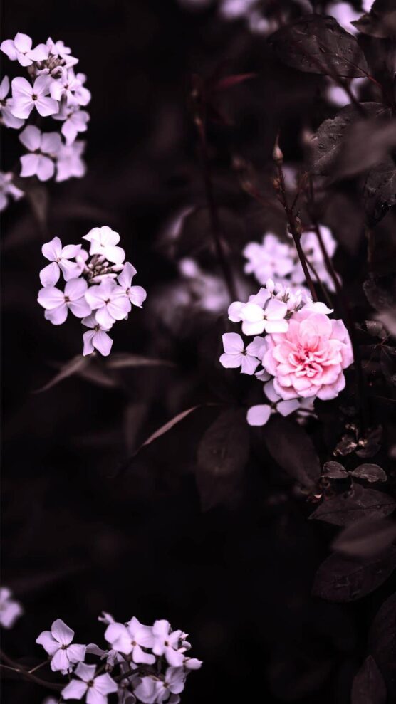 Aesthetic Pink Flowers Images  Free Download on Freepik